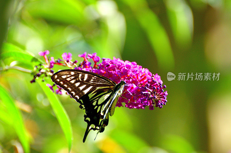 布朵/蝴蝶灌木花和燕尾蝶